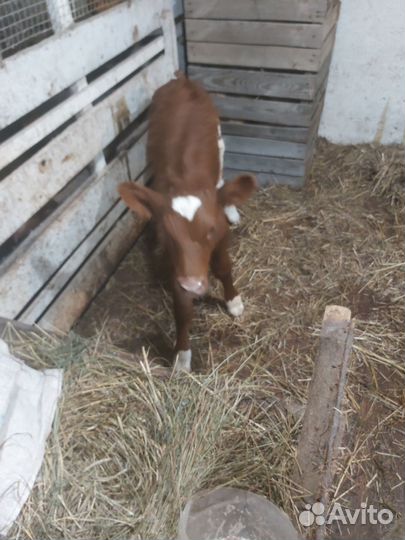 Телёнок от хорошей коровы