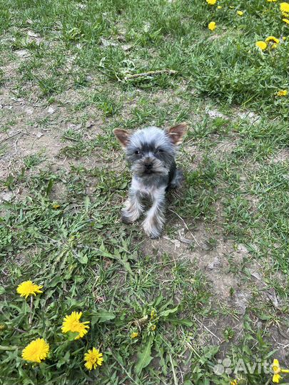 Собака йоркширский терьер мини