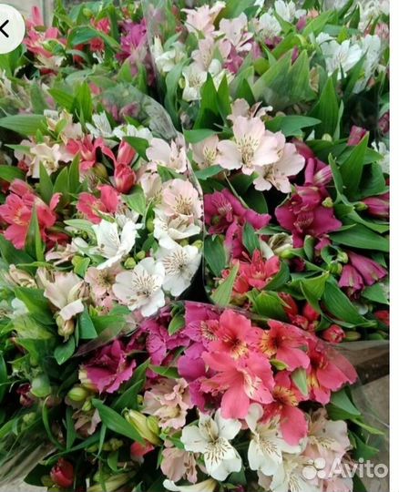 Альстромерия срез