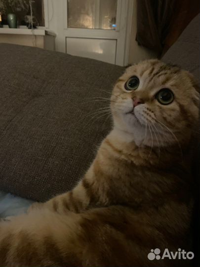 Шотландский кот вязка
