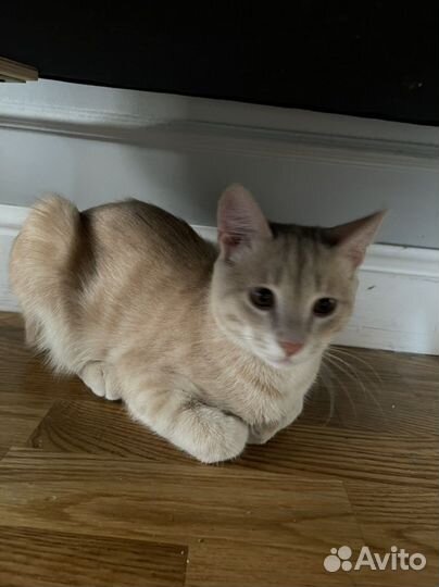 Котята в добрые руки бесплатно