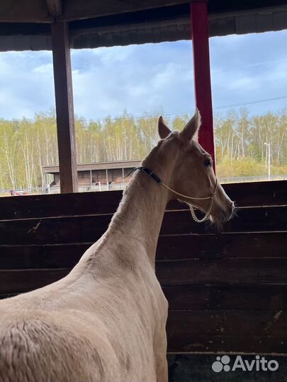 Ахалтекинский жеребчик
