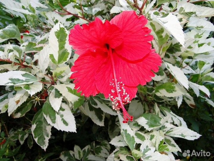 Гибискус вариегатный 