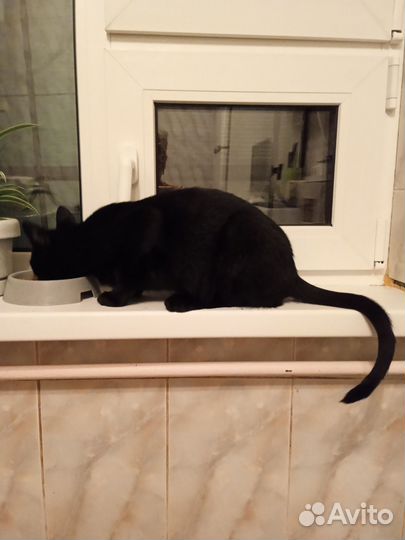 Кошки