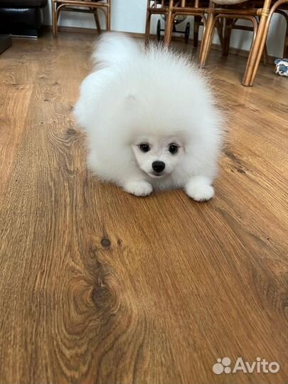 Щенки померанского шпица медвежьего типа