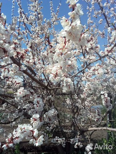 Продаём Саженцы