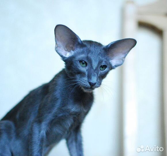 Ориентальный котенок голубого окраса