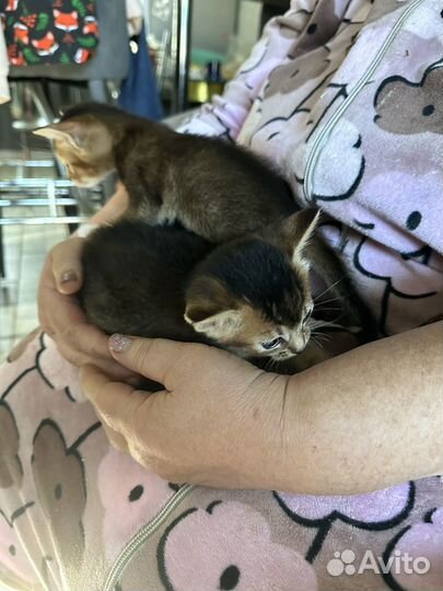 Абесинские котята
