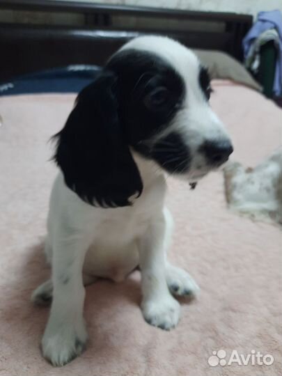 Русский спаниель мальчик