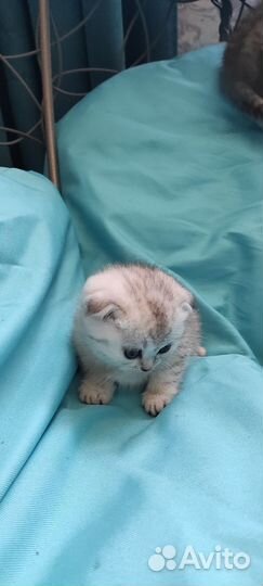 Котята шотландские