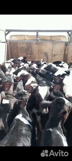 Бычки телята