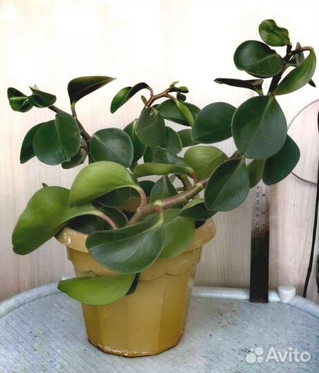 Пеперомия туполистная