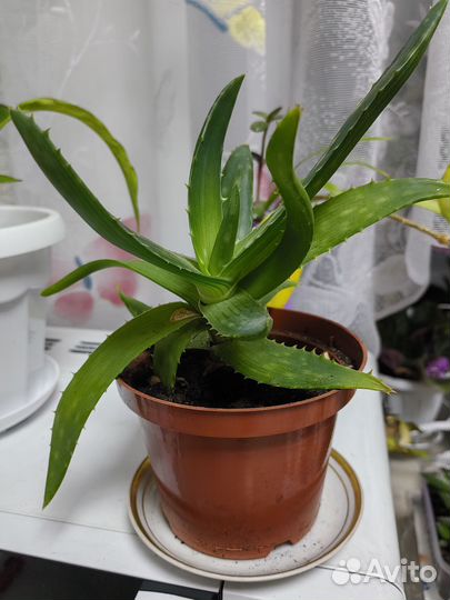 Комнатные цветы алое