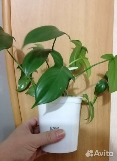 Цветы комн