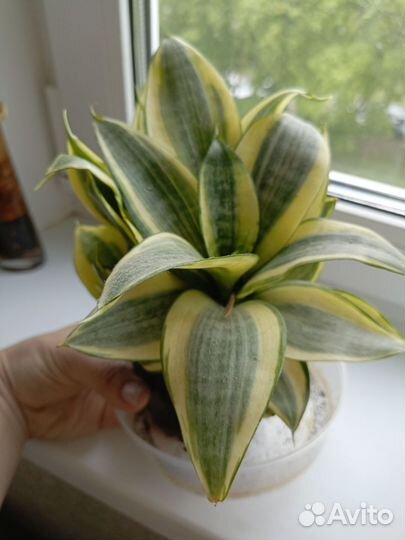 Сансевиерия ханни голд