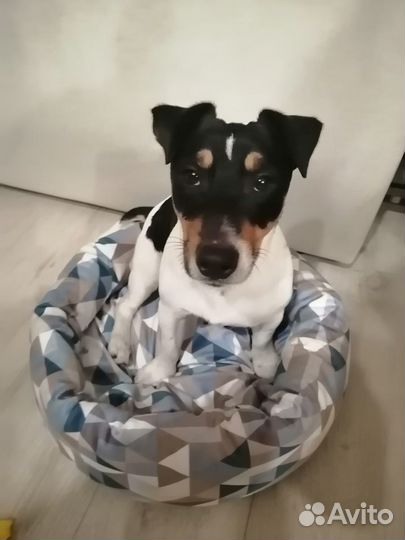 Собака для вязки