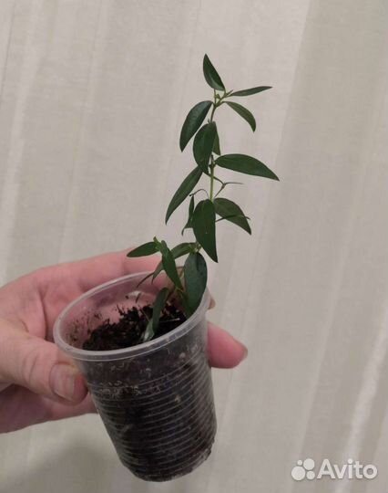 Миртовое дерево (мирт )