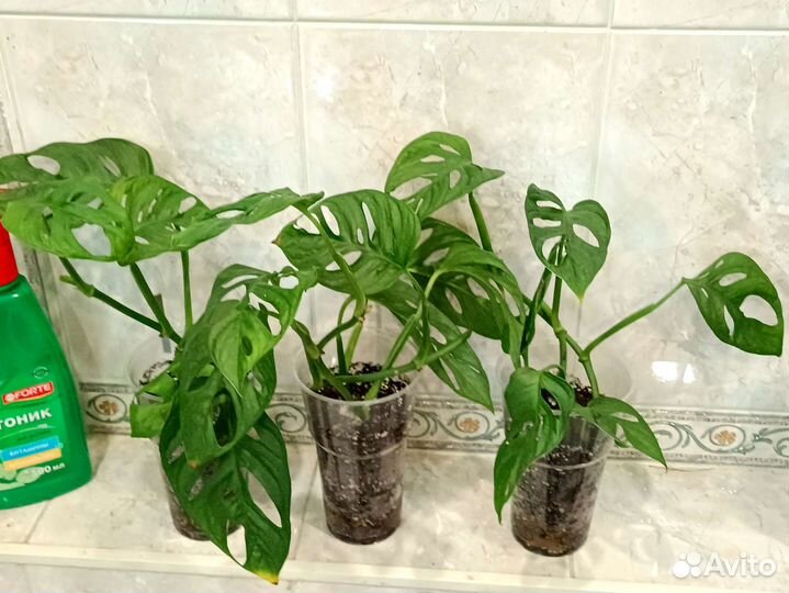 Монстера манки