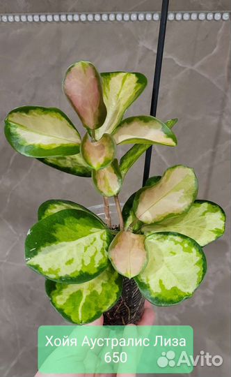 Хойя Аустралис Лиза