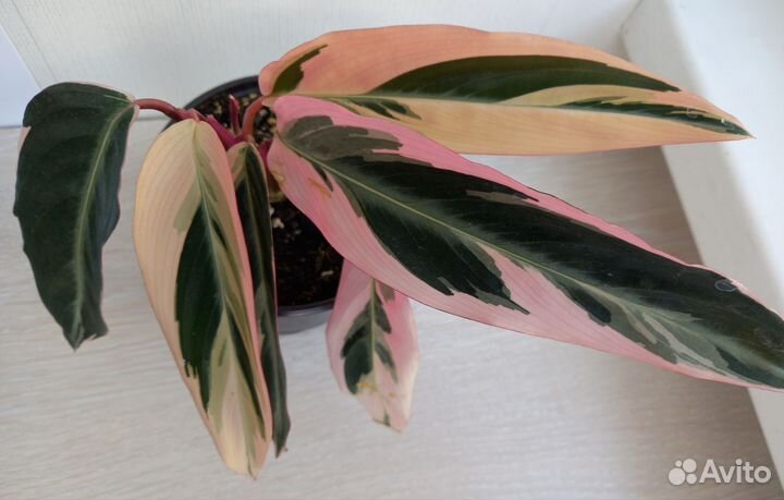 Дримиопсис,Строманта,Бальзамин, Спатифиллум