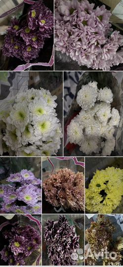 Хризантемы