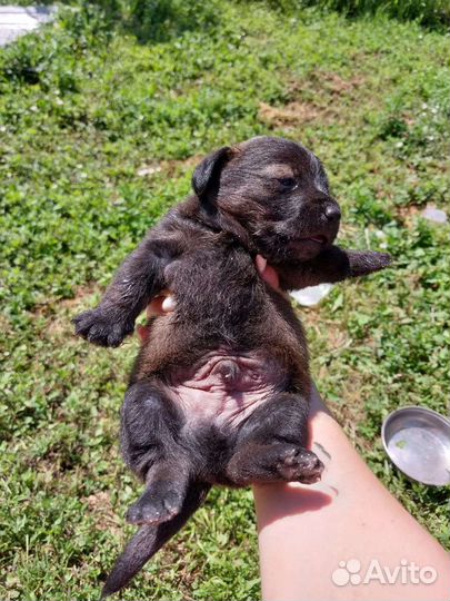 Собака щенок