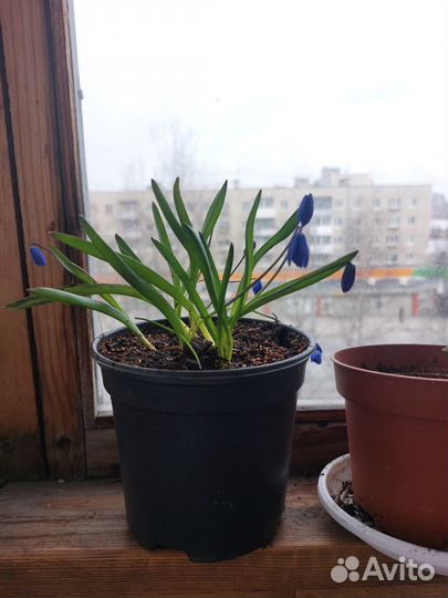 Сцилла многолетний луковичный цветок