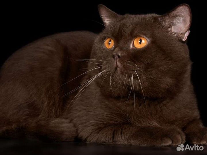 Британская вязка