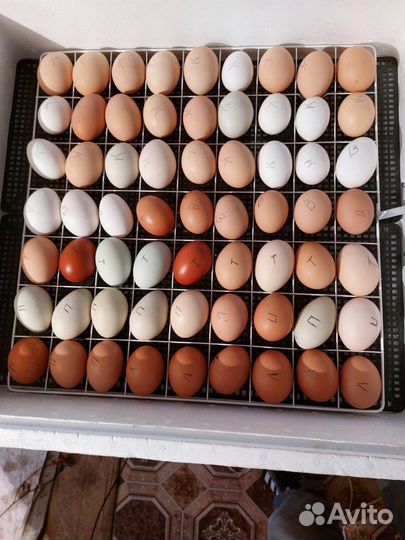 Цыплята суточные