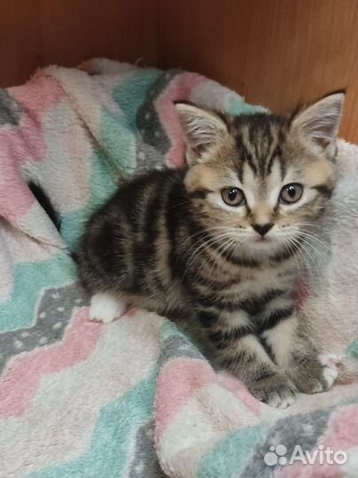 Шотландские котята
