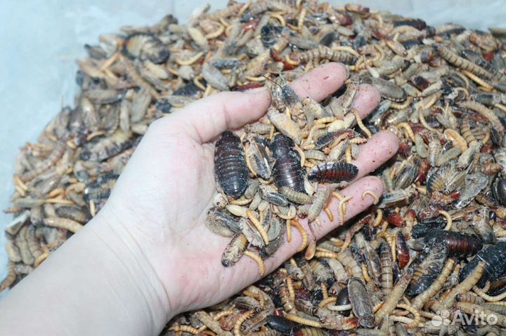 Сверчки,тараканы,мучник