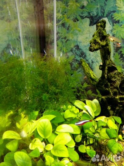 Аквариумные растения