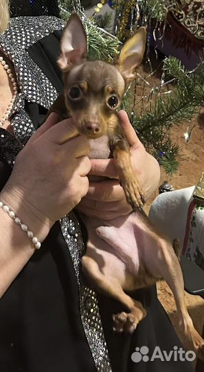 Русский той-терьер вязка