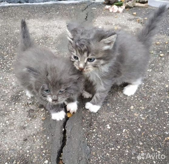 Котята живут в дыре под асфальтом