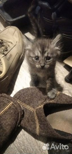 Котята в добрые руки 1,5 месяца