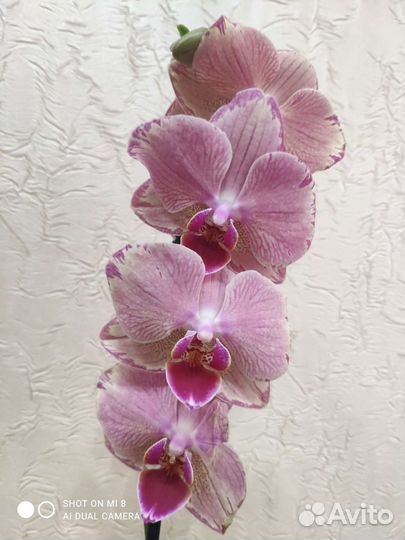 Орхидея фаленопсис Пират Пикоти