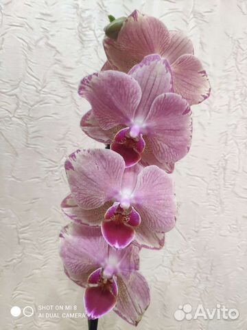 Орхидея фаленопсис Пират Пикоти