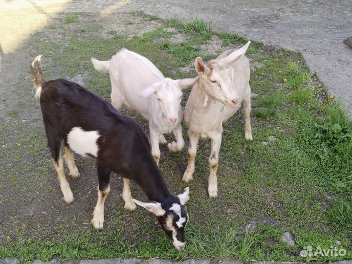 Козлята