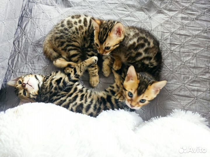 Бенгальская