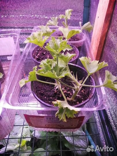 Королевская пеларгония