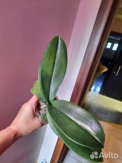 Орхидея фаленопсис Miki Grown