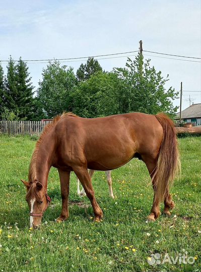 Продажа лошадей