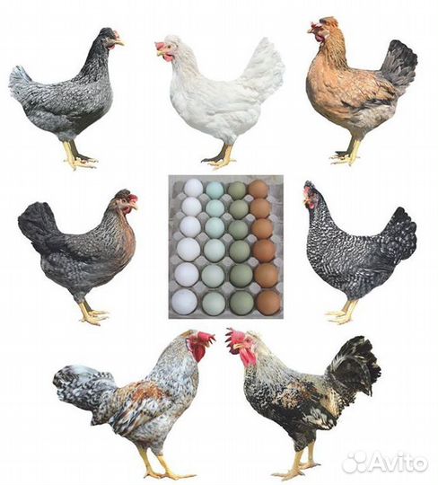 Инкубационное яйцо кур