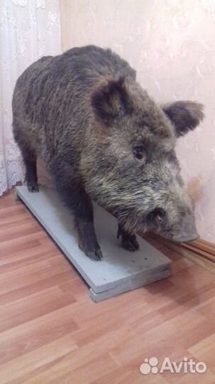 Продаю чучело дикого кабана