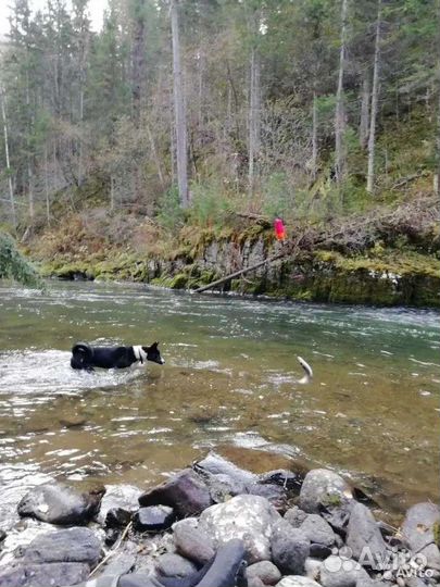 Щенки Восточно сибирской лайки