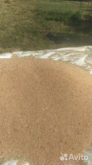 Зерно ячмень