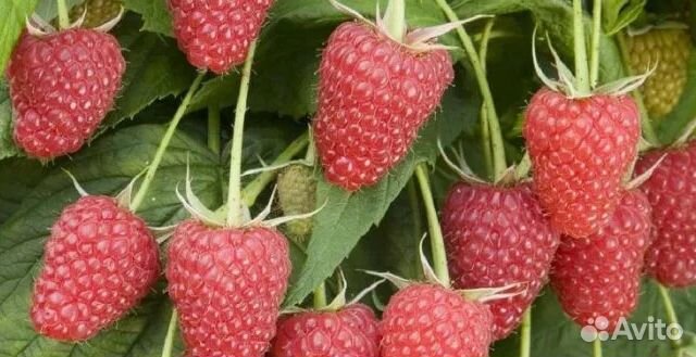 Саженцы без шипов малины