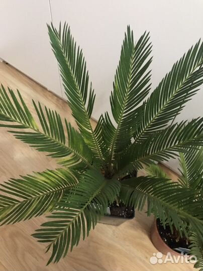 Цикас, саговник, пальма, в наличии