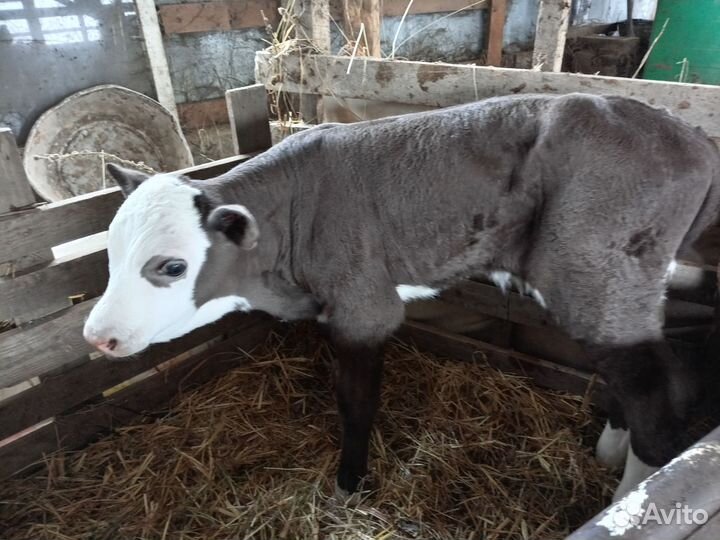 Телёнок-бычок