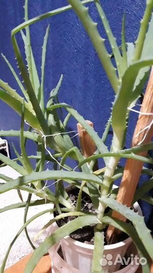 Цветы комнатные. алоэ